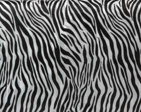 zijdevloei-zebra-0112754.png