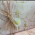 Inpakpapier-Marble-Roze-0120938-0120939-_4_.png