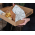 visdoos-fish-and-chips-30-15-5-cm-0113114_B.png