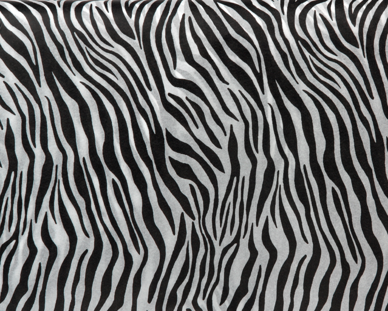 zijdevloei zebra