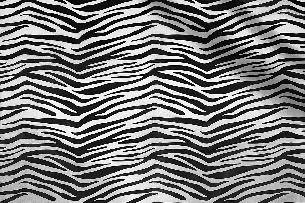 zijdevloei zebra